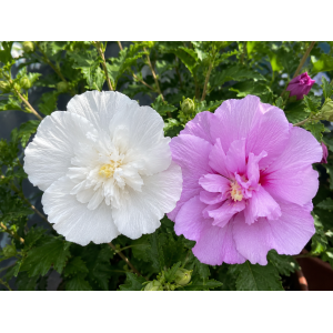 Ibištek sýrsky DUO 2in1 (Hibiscus syriacus) ‘WHITE & LAVENDER’ – výška 50-70 cm, kont. C5L 